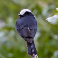 Long-tailed Tyrant